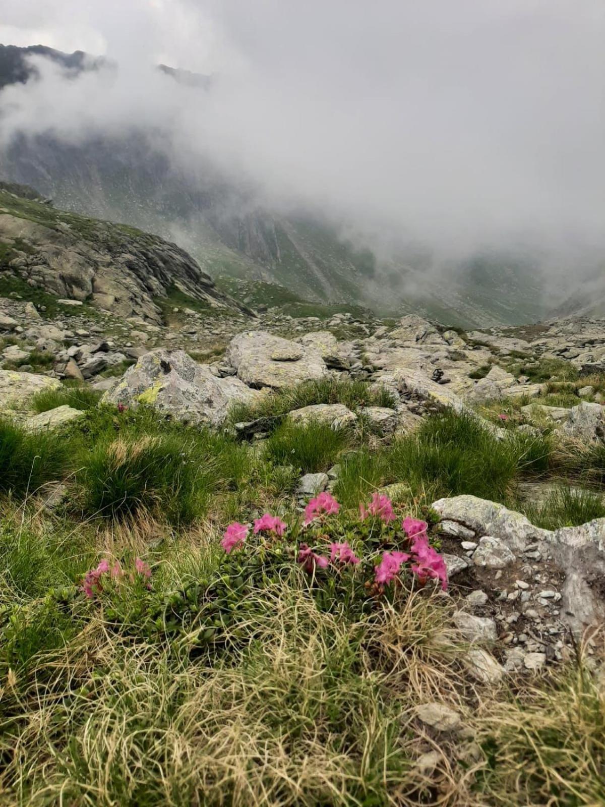 Casa Oaspeti Transfagarasan Apartment Cartisoara Luaran gambar